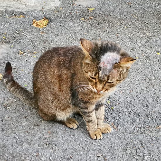 Sick cat with shingles on his bald head on the street.